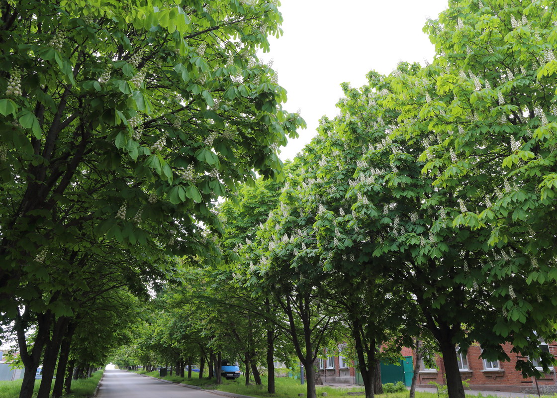 Изображение особи Aesculus hippocastanum.