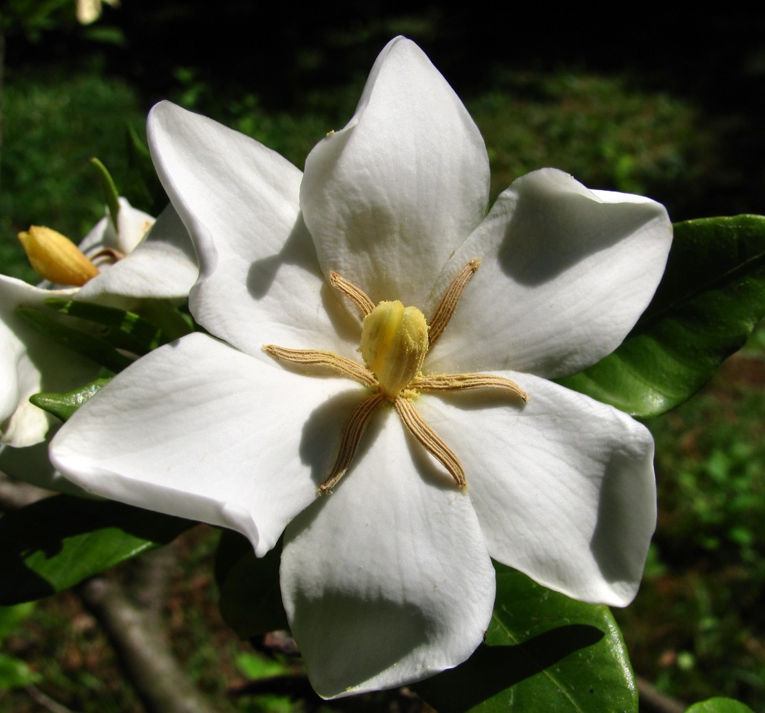 Image of Gardenia jasminoides specimen.