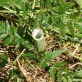 Conioselinum tataricum