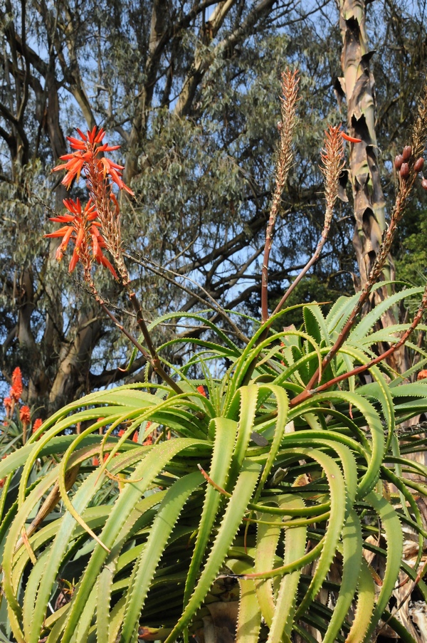 Изображение особи Aloe pluridens.
