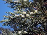 Juniperus sargentii