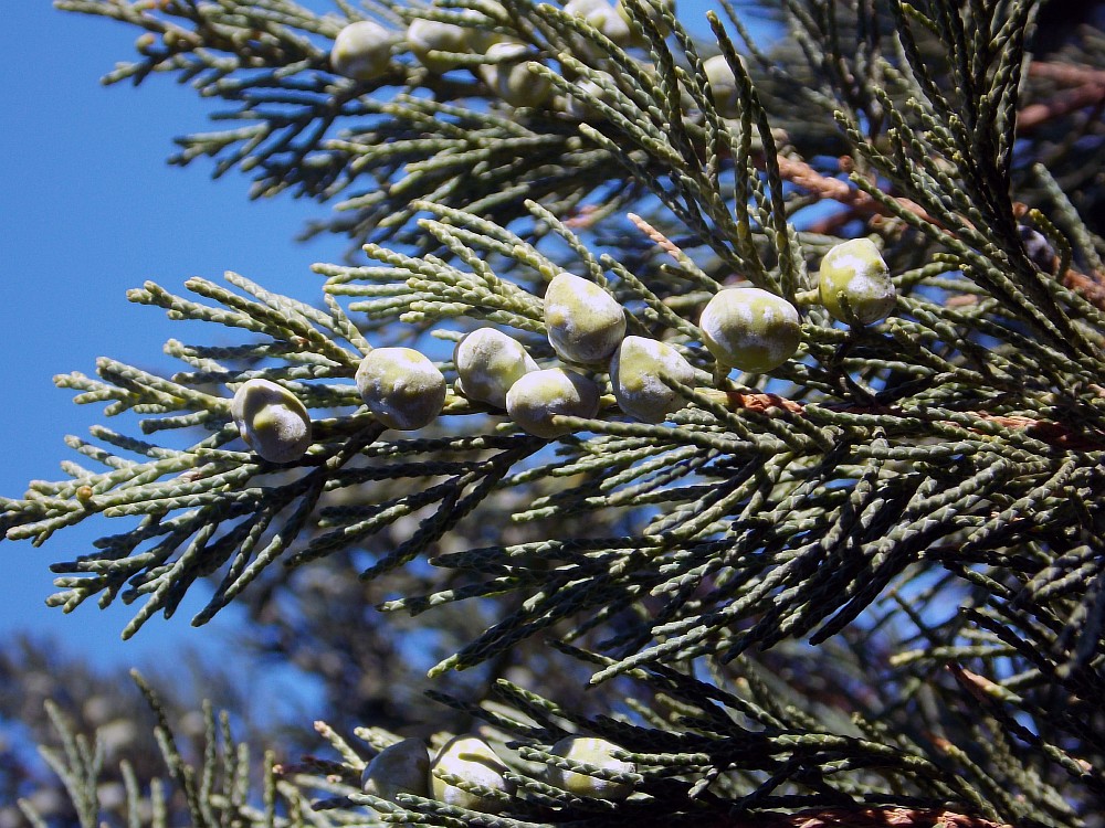 Image of Juniperus sargentii specimen.