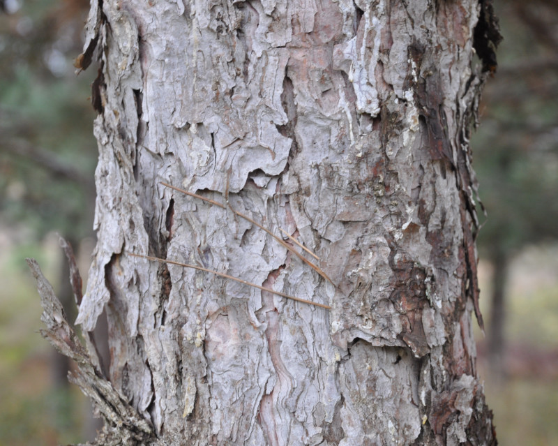 Изображение особи Pinus pallasiana.