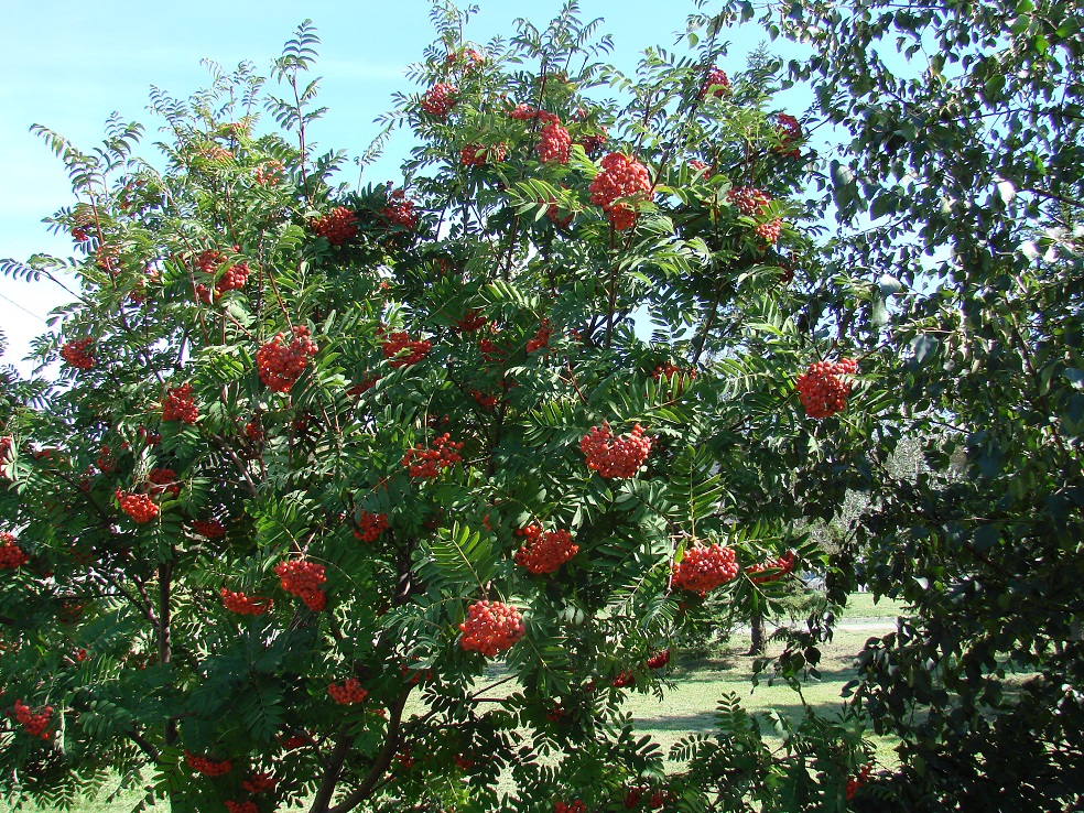 Изображение особи Sorbus aucuparia.