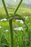 Heracleum apiifolium. Часть побега. Адыгея, Кавказский биосферный заповедник, гора Гузерипль, ≈ 1950 м н.у.м., высокотравный субальпийский луг. 26.07.2015.