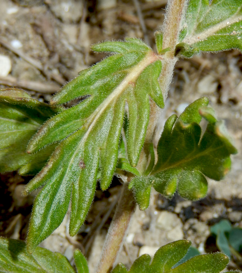Image of Veronica jacquinii specimen.