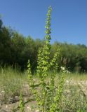 Rumex stenophyllus