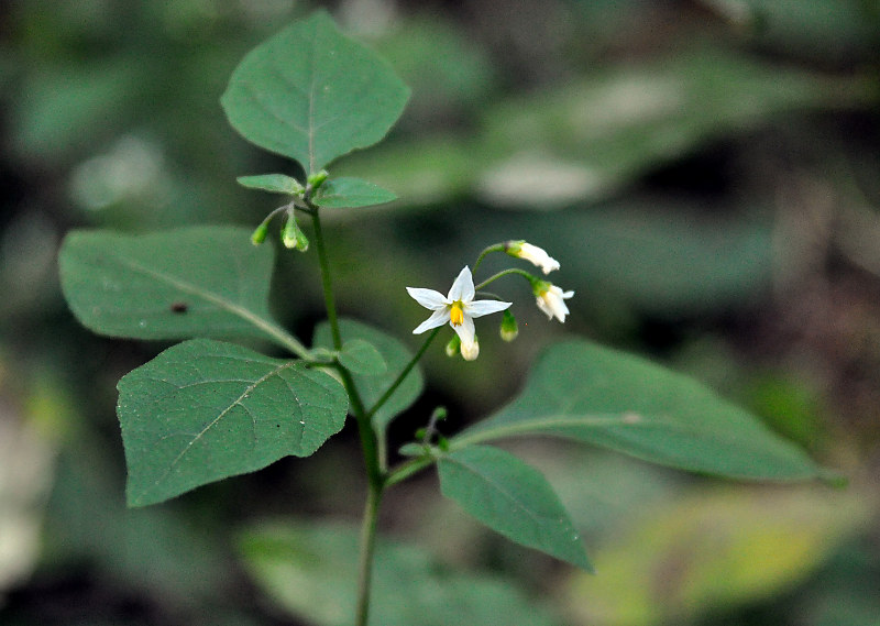 Изображение особи Solanum nigrum.