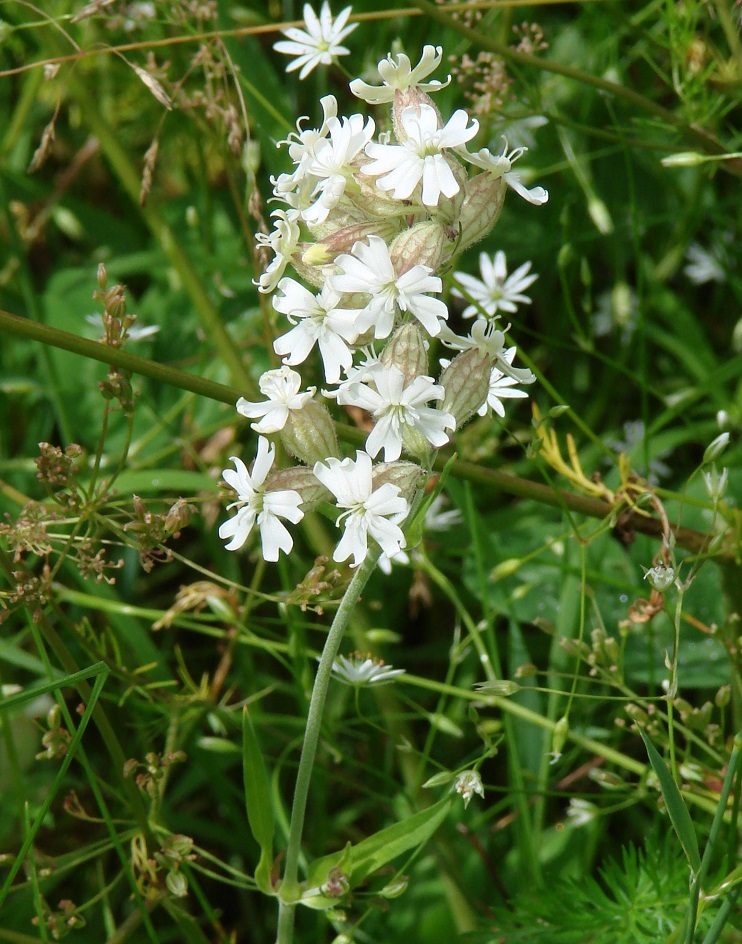 Image of Silene amoena specimen.