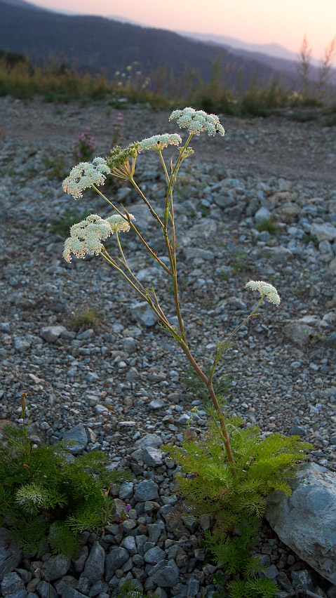 Image of Kitagawia baicalensis specimen.