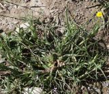 Tragopogon capitatus