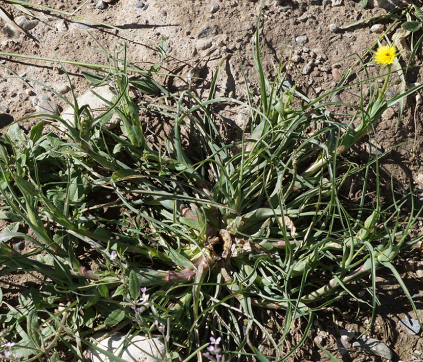 Изображение особи Tragopogon capitatus.