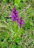 Dactylorhiza euxina. Цветущее растение. Карачаево-Черкесия, окр. пос. Архыз, хребет Абишира-Ахуба, ≈ 2000 м н.у.м., субальпийский луг. 17.06.2015.