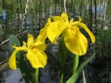 Iris pseudacorus