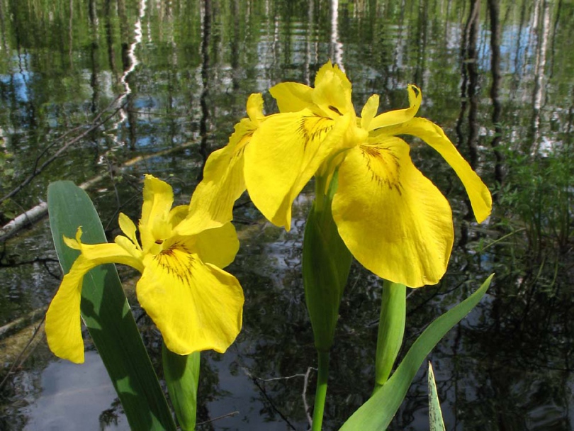 Изображение особи Iris pseudacorus.