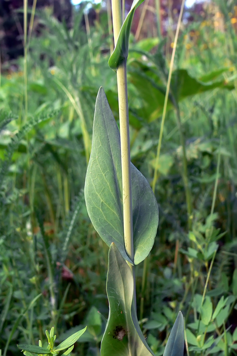 Изображение особи Turritis glabra.