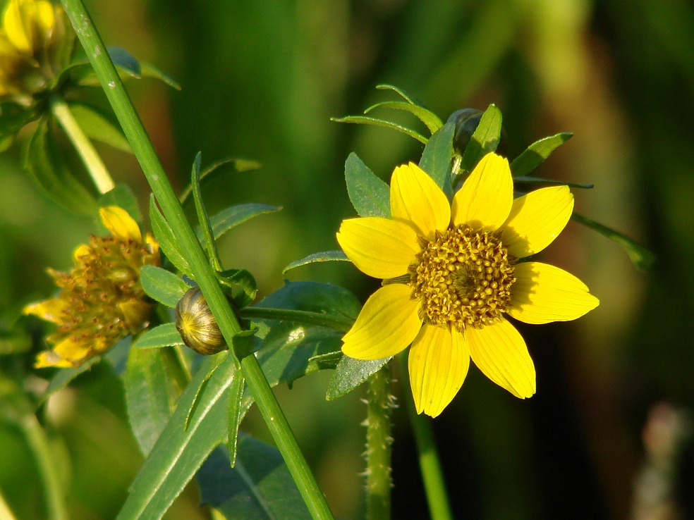 Изображение особи Bidens cernua var. radiata.