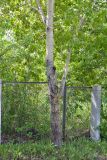 Populus tremula