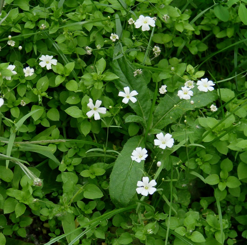 Image of Gypsophila elegans specimen.