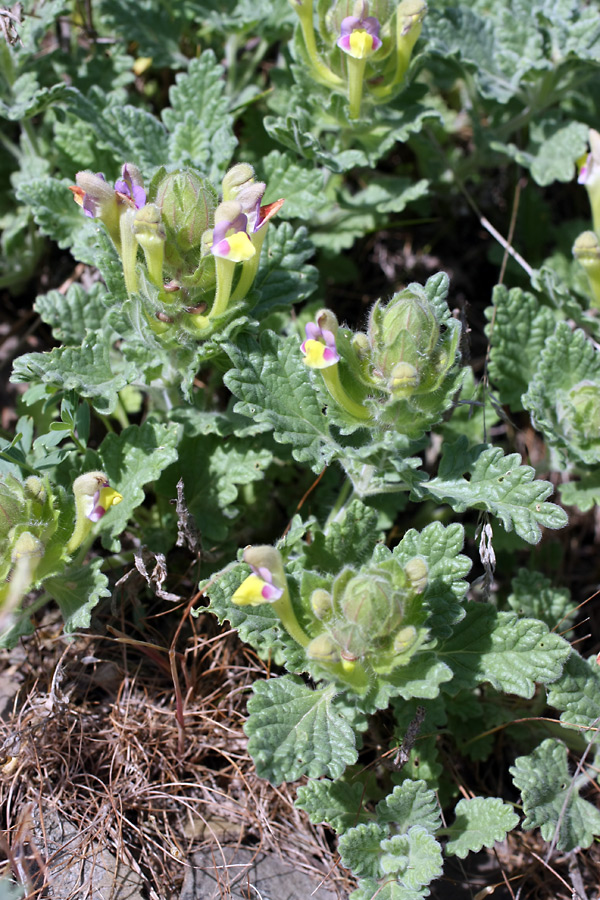 Изображение особи Scutellaria subcaespitosa.