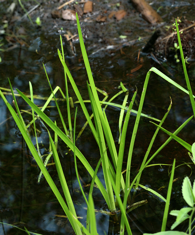 Изображение особи Sparganium glomeratum.