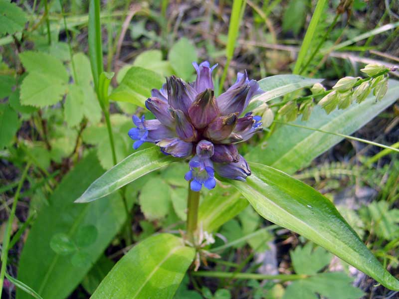 Изображение особи Gentiana macrophylla.