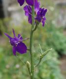Delphinium ajacis