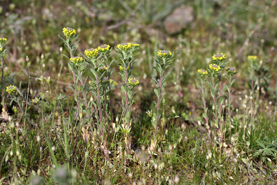 Image of Alyssum turkestanicum var. desertorum specimen.