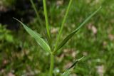 Stellaria holostea