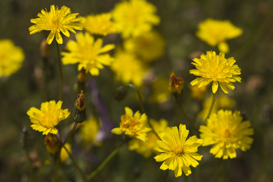 Image of genus Crepis specimen.