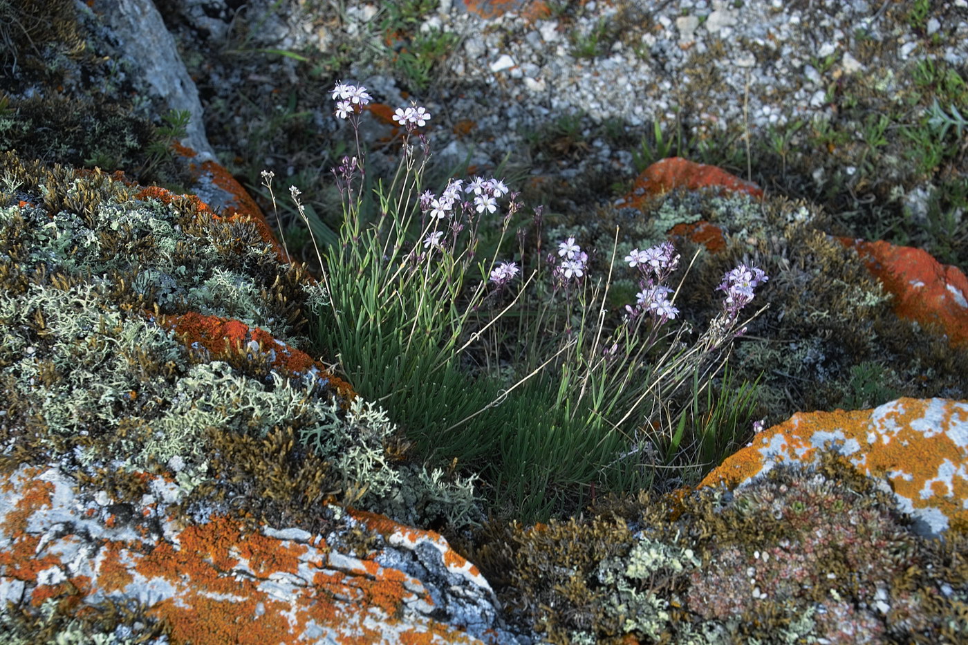 Image of genus Gypsophila specimen.