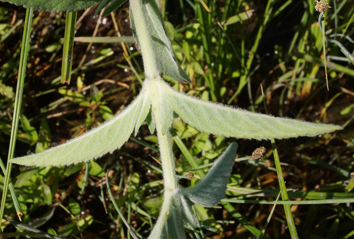 Image of Mentha asiatica specimen.