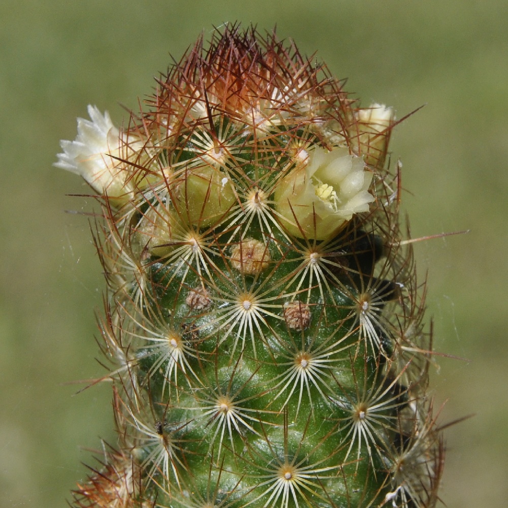 Image of Mammillaria elongata specimen.