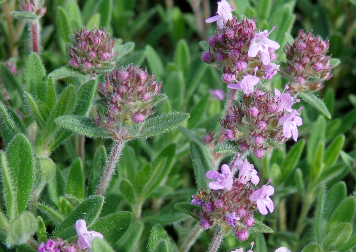 Image of Thymus markhotensis specimen.