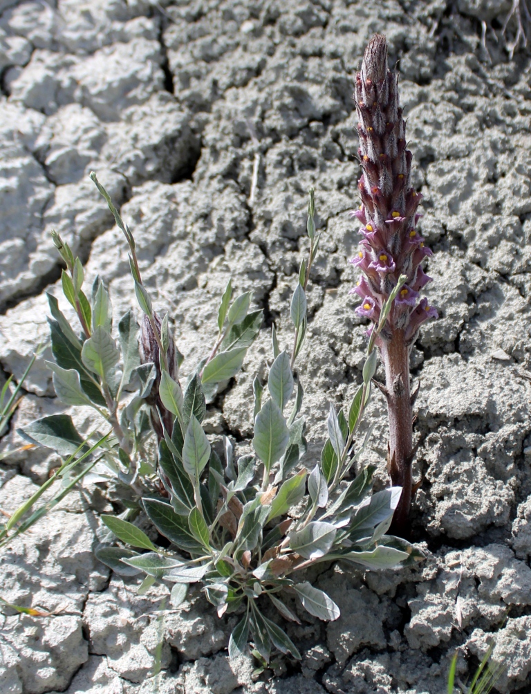 Image of Orobanche spectabilis specimen.