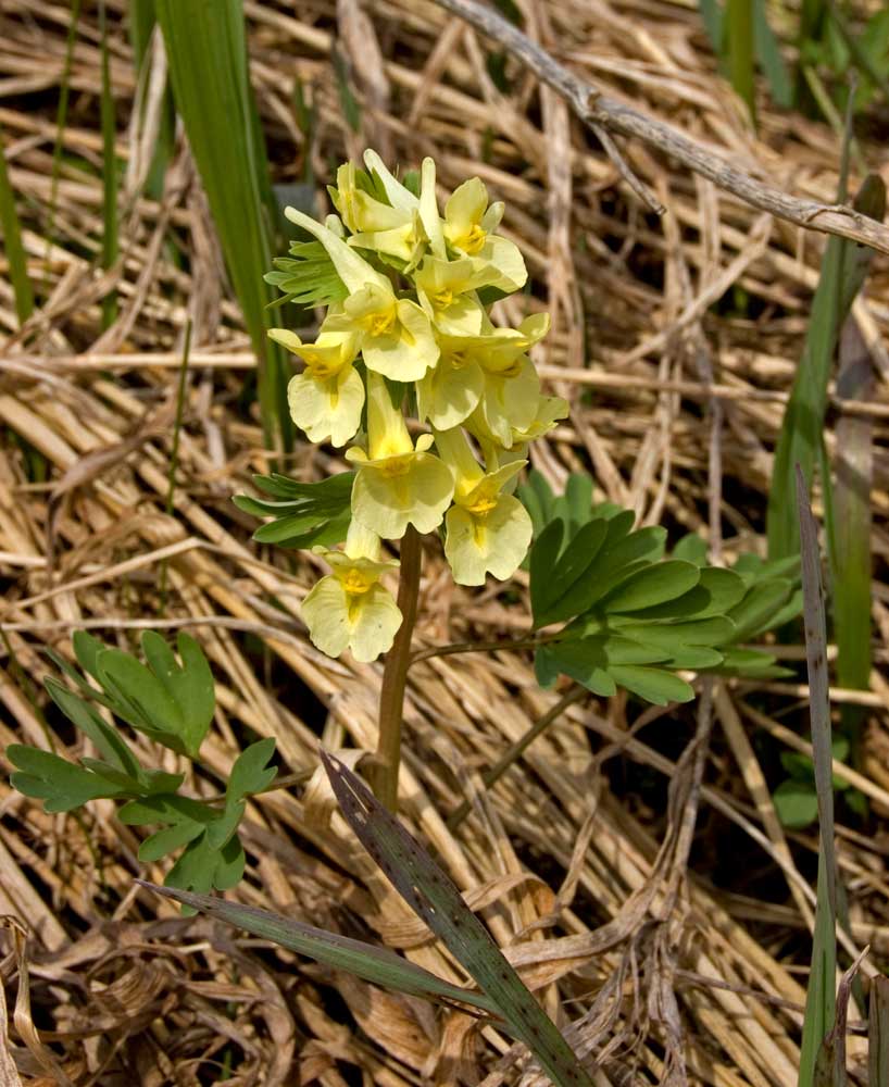 Image of Corydalis bracteata specimen.