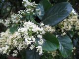 Viburnum odoratissimum