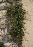 Cymbalaria muralis