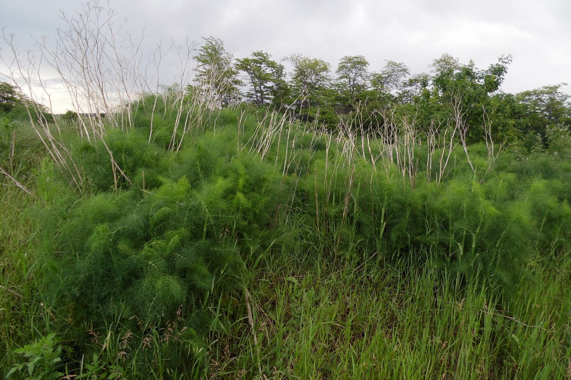 Image of Foeniculum vulgare specimen.