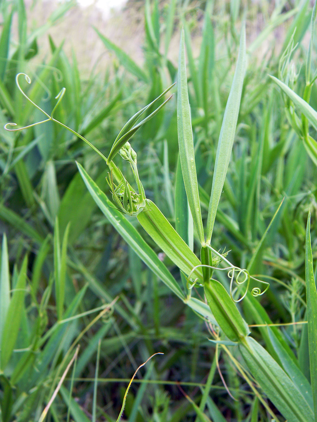 Изображение особи Lathyrus sylvestris.