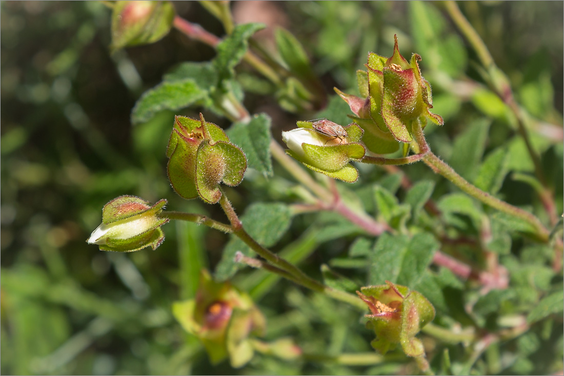 Image of Cistus salviifolius specimen.