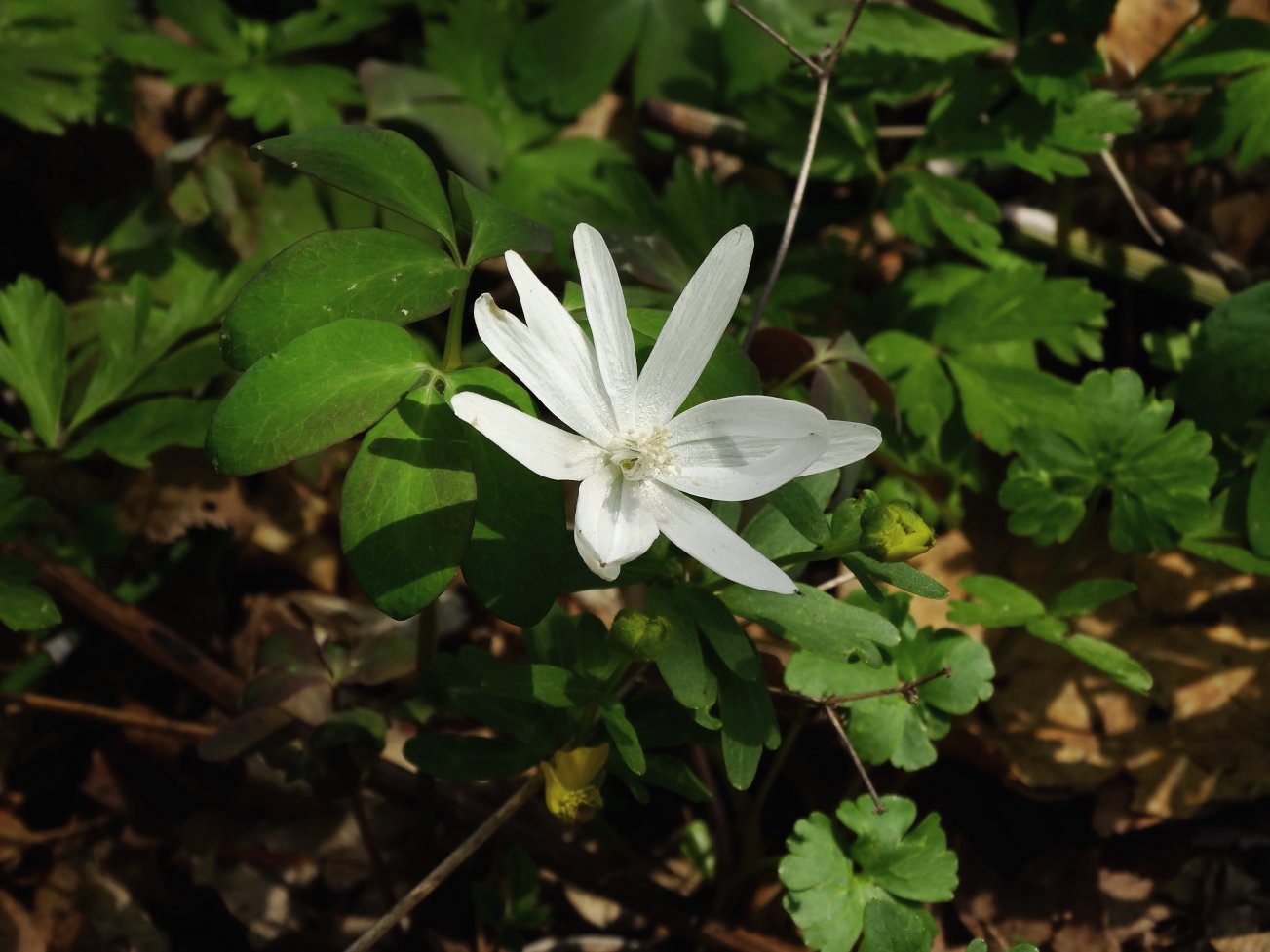 Изображение особи Anemone raddeana.