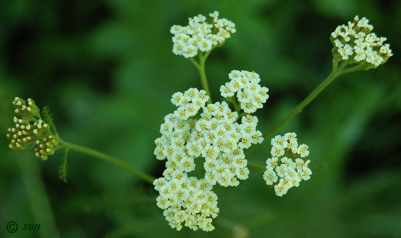 Image of Achillea millefolium specimen.