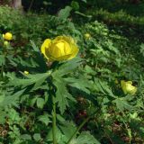 Trollius europaeus