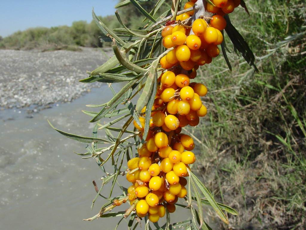 Image of Hippophae rhamnoides specimen.