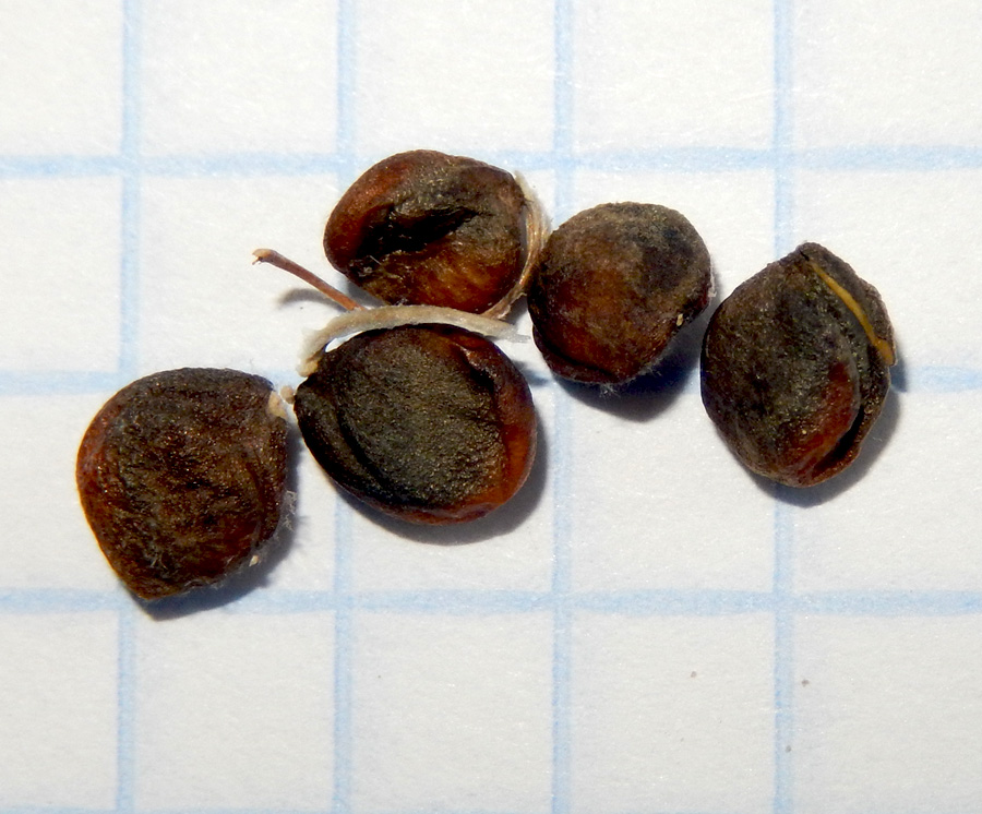 Image of Crambe maritima specimen.