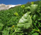 Caltha polypetala. Завязавшиеся плоды и листья. Адыгея, Кавказский биосферный заповедник, гора Гузерипль, северо-восточный склон, ≈ 1800 м н.у.м., субальпийский луг, у ручья. 12.06.2016.