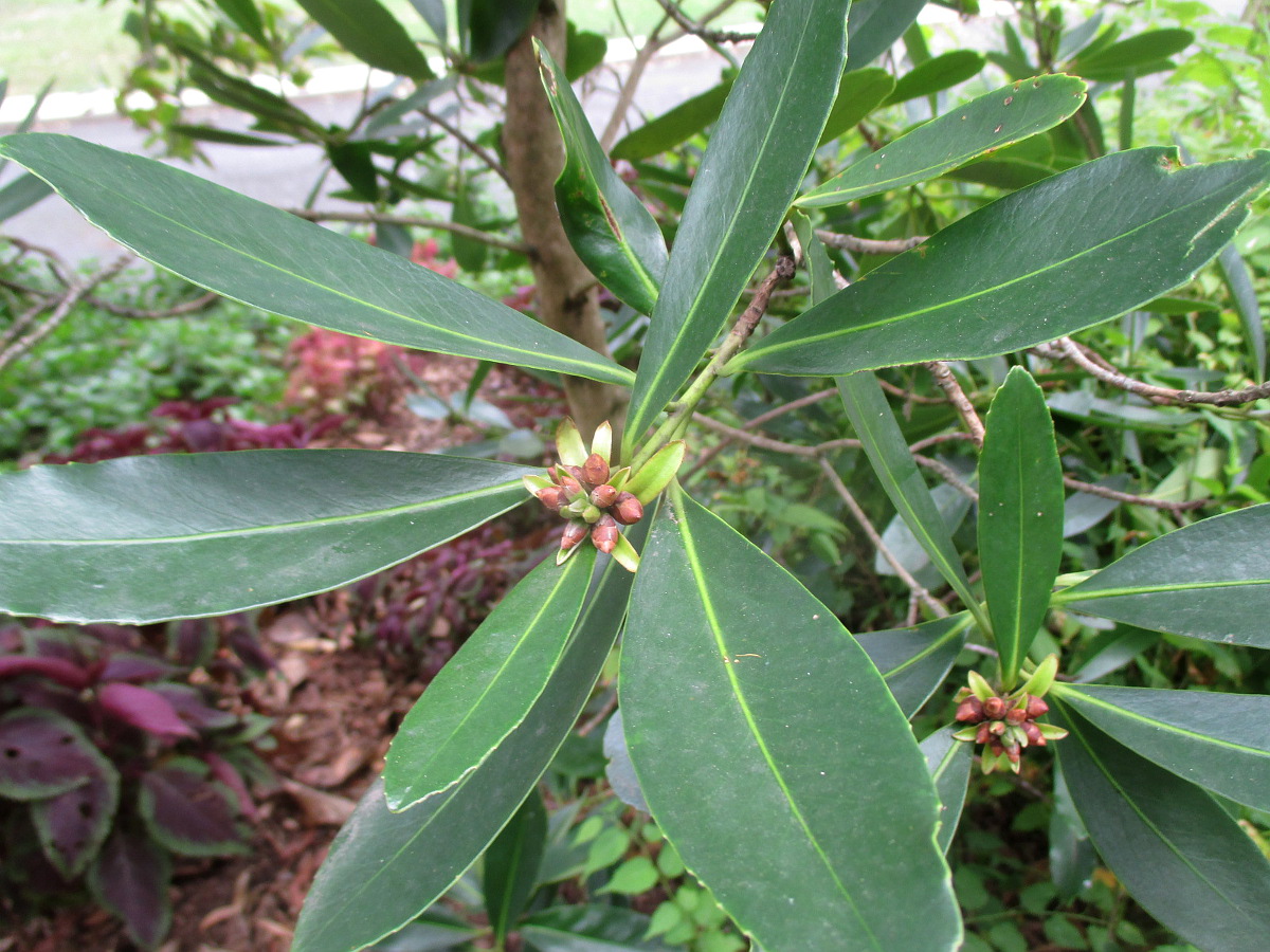 Image of Polyspora axillaris specimen.