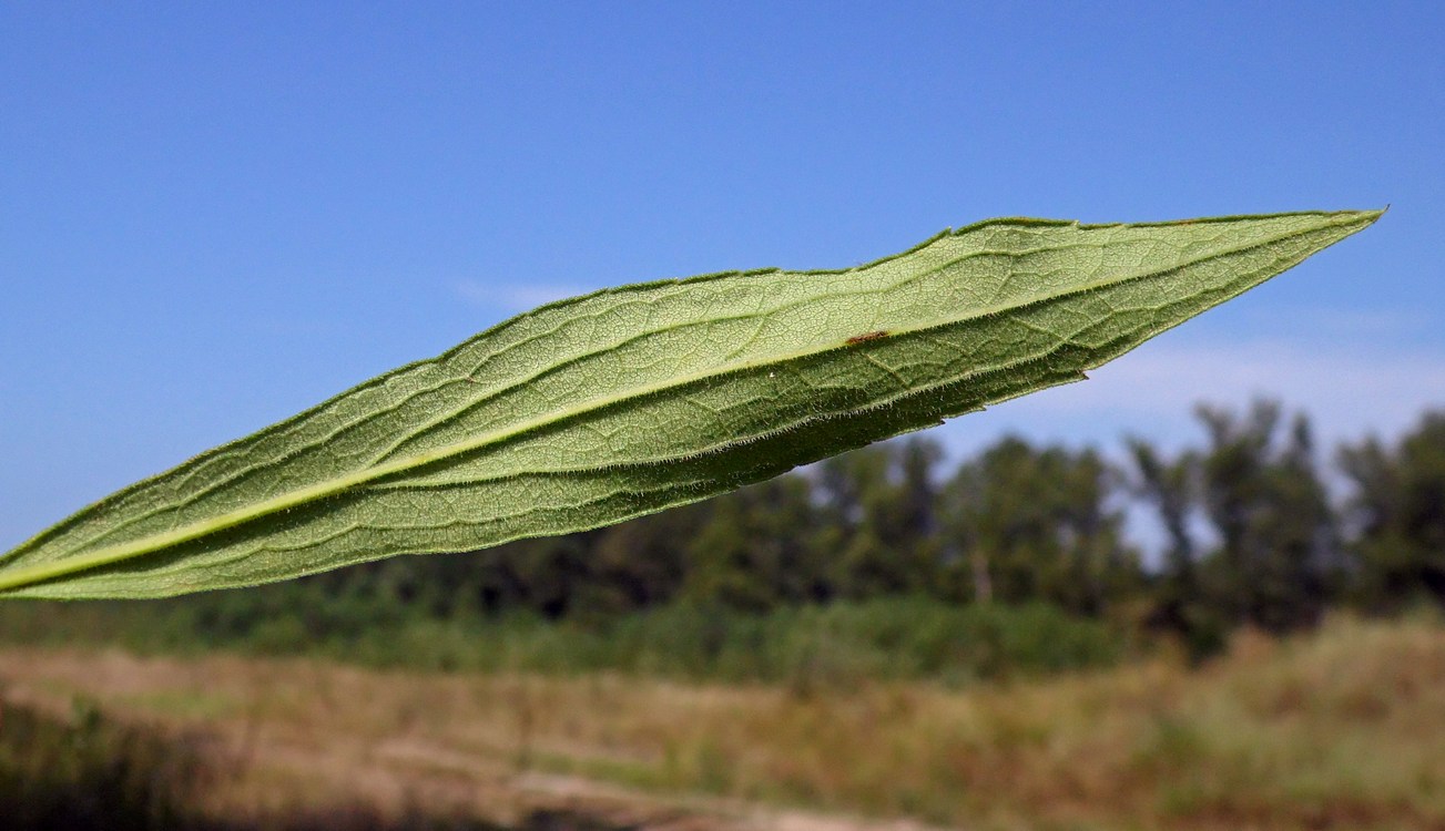 Image of Solidago canadensis specimen.