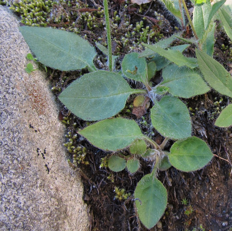 Image of genus Hieracium specimen.